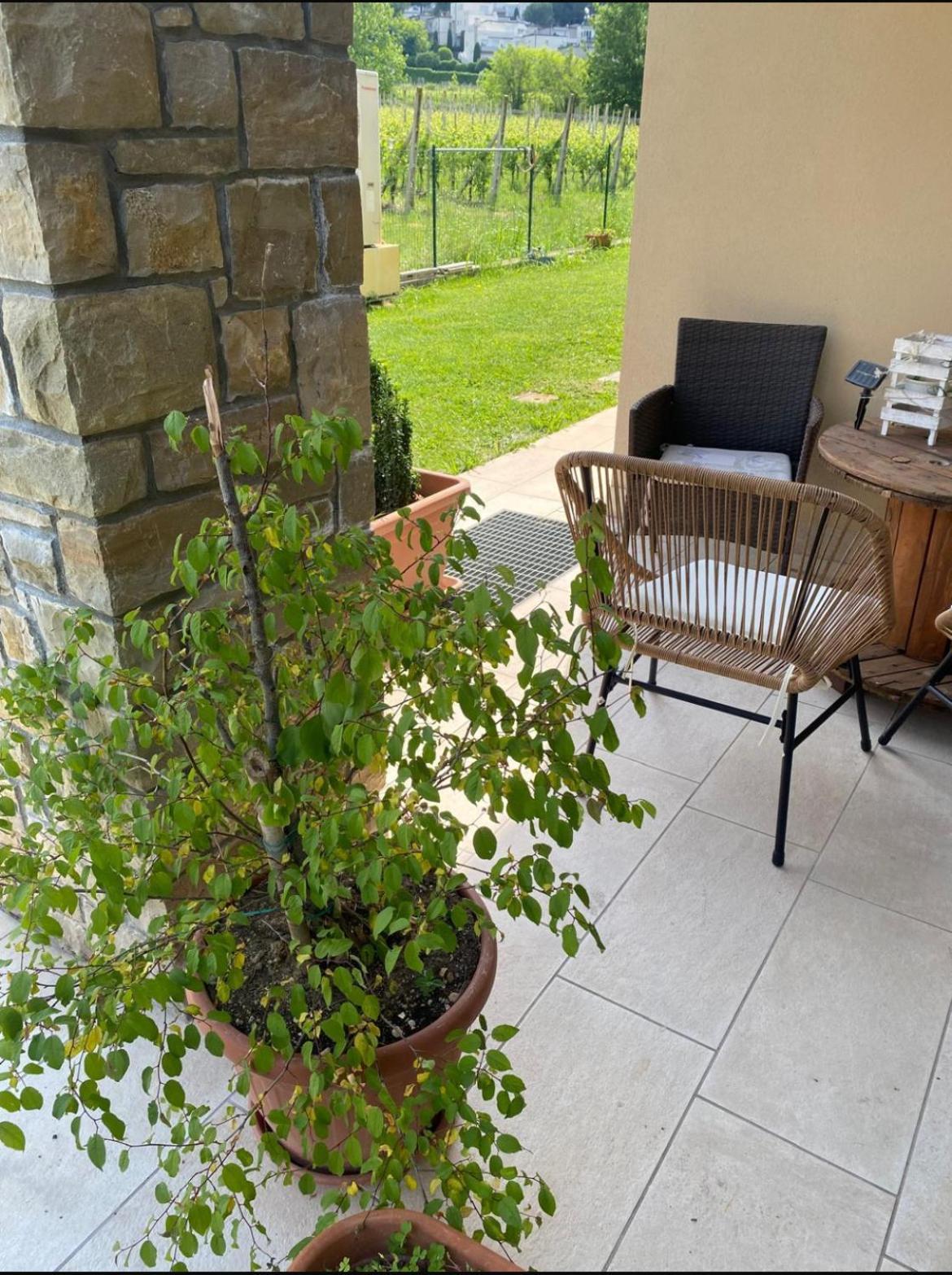 Orchidea Del Garda Rooms & Apartments Peschiera del Garda Exteriör bild